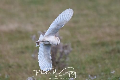 08 August 2026 - Near to Whitehaven, West Cumbria - Barn Owl