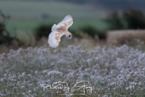 08 August 2026 - Near to Whitehaven, West Cumbria - Barn Owl