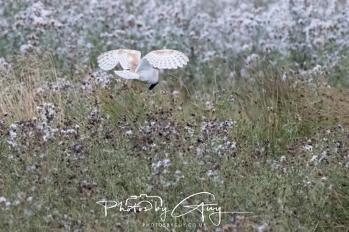 08 August 2026 - Near to Whitehaven, West Cumbria - Barn Owl