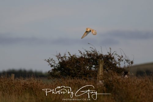 10 August 2026, Near to Whitehaven, Cumbria. Barn Owl
