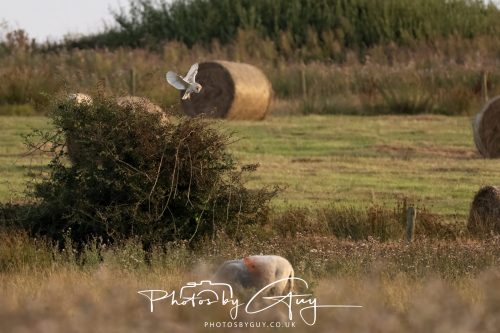 10 August 2026, Near to Whitehaven, Cumbria. Barn Owl