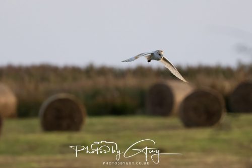 10 August 2026, Near to Whitehaven, Cumbria. Barn Owl