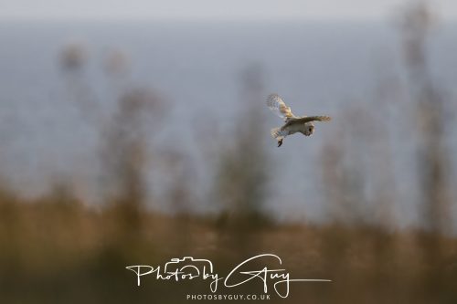 10 August 2026, Near to Whitehaven, Cumbria. Barn Owl