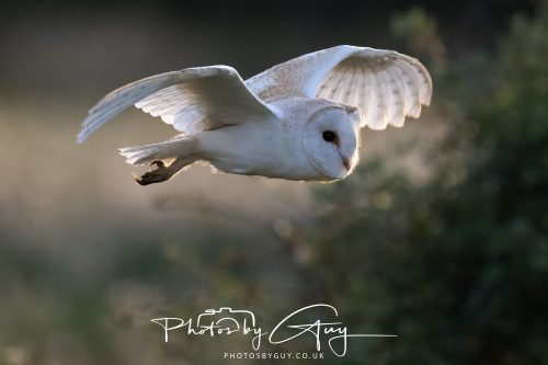 10 August 2026, Near to Whitehaven, Cumbria. Barn Owl