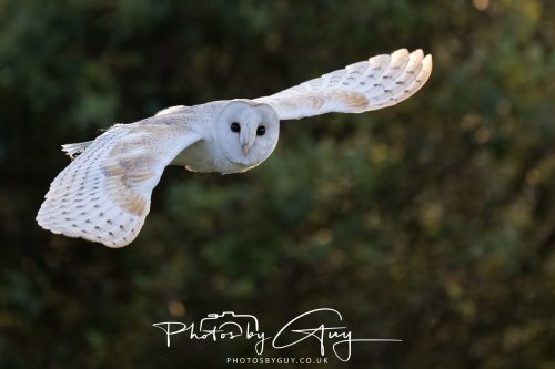 10 August 2026, Near to Whitehaven, Cumbria. Barn Owl