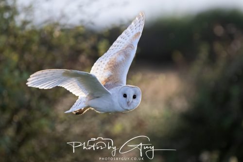 10 August 2026, Near to Whitehaven, Cumbria. Barn Owl