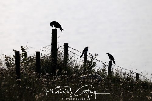 11 August 2026 - Whitehaven coastal path, Cumbria - Crows and Magpies