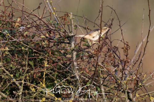 11 August 2026 - Whitehaven coastal path, Cumbria - Sedge Warbler