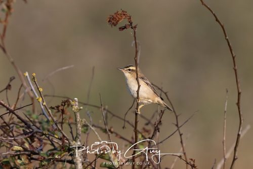 11 August 2026 - Whitehaven coastal path, Cumbria - Sedge Warbler