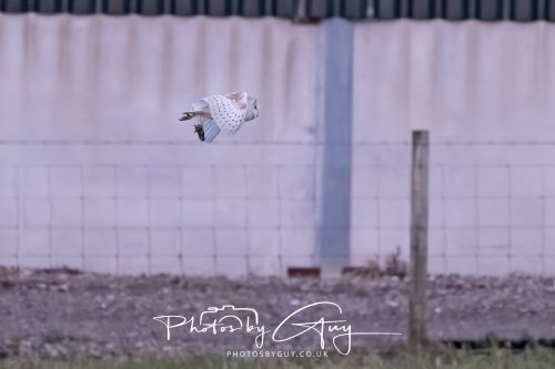 11 August 2026 - Whitehaven coastal path, Cumbria - Barn Owl