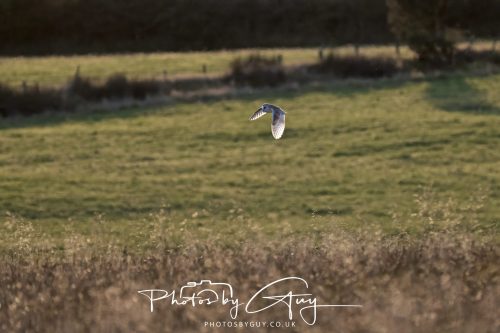 21 August 2026 - Near Frizington, West Cumbria - Barn owl at sunset