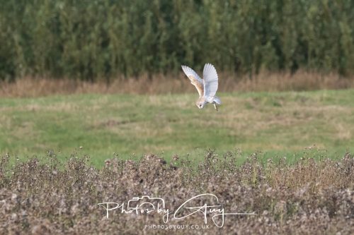 22 August 2026 - Near Whitehaven, Cumbria - Barn Owl