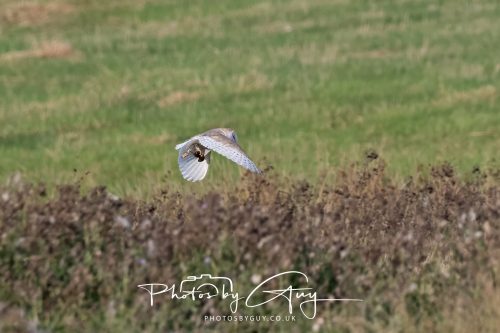 22 August 2026 - Near Whitehaven, Cumbria - Barn Owl