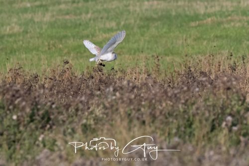 22 August 2026 - Near Whitehaven, Cumbria - Barn Owl