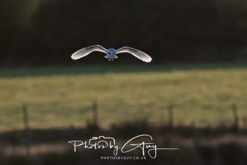 21 August 2026 - Near Frizington, West Cumbria - Barn owl at sunset