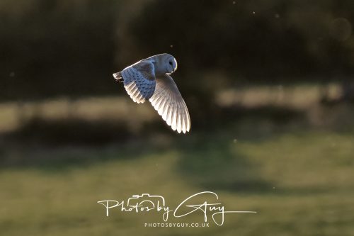 21 August 2026 - Near Frizington, West Cumbria - Barn owl at sunset