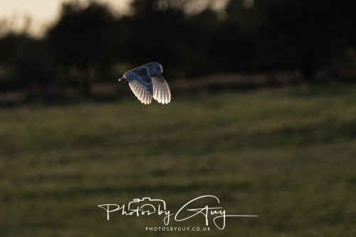 21 August 2026 - Near Frizington, West Cumbria - Barn owl at sunset