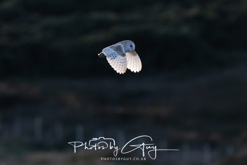 21 August 2026 - Near Frizington, West Cumbria - Barn owl at sunset