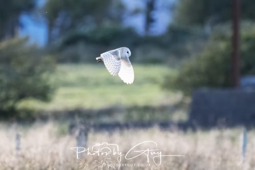 21 August 2026 - Near Frizington, West Cumbria - Barn owl at sunset