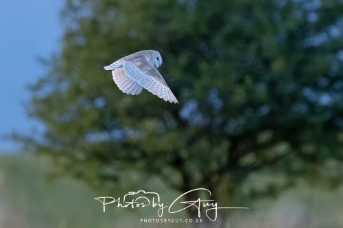 21 August 2026 - Near Frizington, West Cumbria - Barn owl at sunset