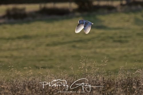 21 August 2026 - Near Frizington, West Cumbria - Barn owl at sunset