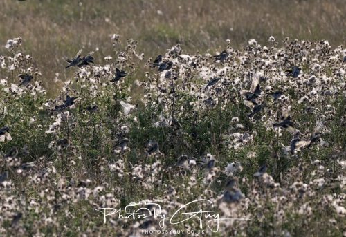 22 August 2026 - Near Whitehaven, Cumbria - Goldfinches