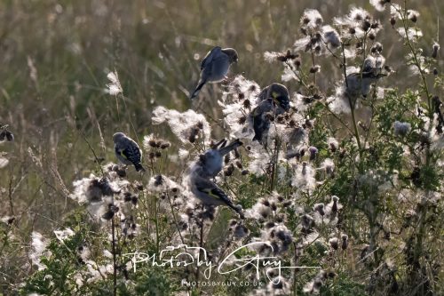 22 August 2026 - Near Whitehaven, Cumbria - Goldfinches