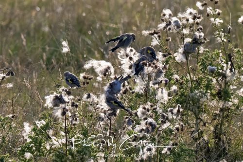 22 August 2026 - Near Whitehaven, Cumbria - Goldfinches