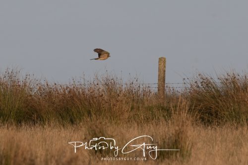 22 August 2026 - Near Whitehaven, Cumbria - Sparrowhawk