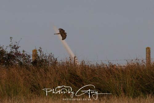 22 August 2026 - Near Whitehaven, Cumbria - Sparrowhawk
