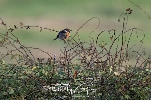 22 August 2026 - Near Whitehaven, Cumbria - Stonechat