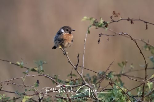 22 August 2026 - Near Whitehaven, Cumbria - Stonechat