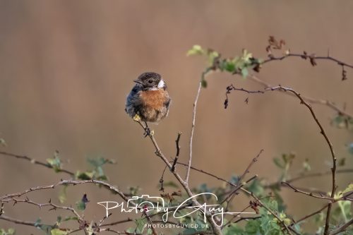 22 August 2026 - Near Whitehaven, Cumbria - Stonechat
