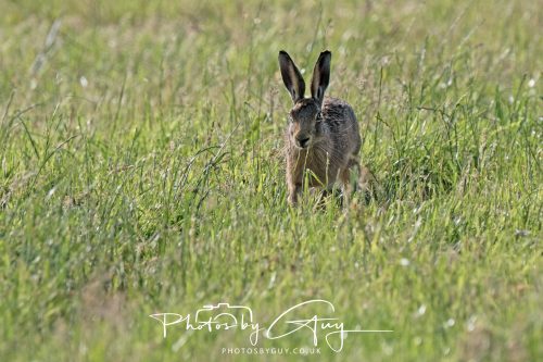 27 June 2026 - Near Cleator Moor, Cumbria - Hare