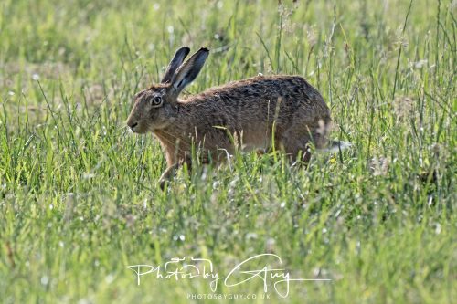 27 June 2026 - Near Cleator Moor, Cumbria - Hare
