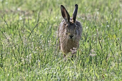 27 June 2026 - Near Cleator Moor, Cumbria - Hare