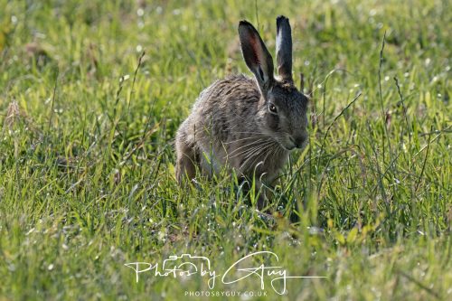 27 June 2026 - Near Cleator Moor, Cumbria - Hare