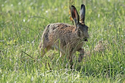 27 June 2026 - Near Cleator Moor, Cumbria - Hare