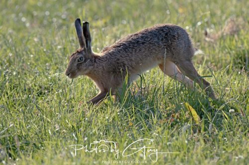 27 June 2026 - Near Cleator Moor, Cumbria - Hare