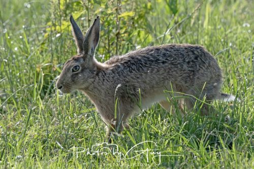 27 June 2026 - Near Cleator Moor, Cumbria - Hare