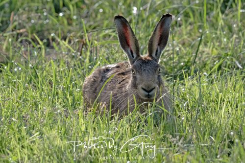 27 June 2026 - Near Cleator Moor, Cumbria - Hare