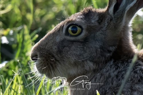 27 June 2026 - Near Cleator Moor, Cumbria - Hare