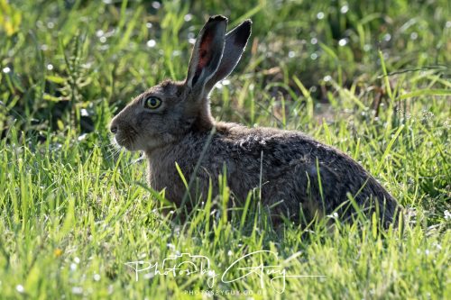 _J1M7328-27 June 2026 - Near Cleator Moor, Cumbria - Hare