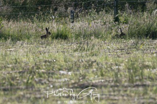 27 June 2026 - Near Cleator Moor, Cumbria - Hare