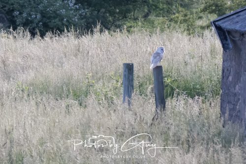27 June 2026 - Near Cleator Moor, Cumbria - Barn Owl
