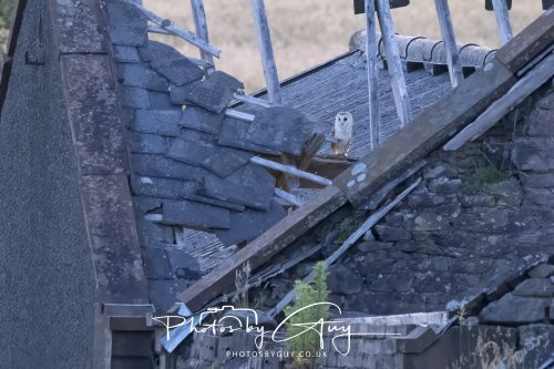 27 June 2026 - Near Cleator Moor, Cumbria - Barn Owl