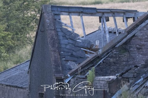 27 June 2026 - Near Cleator Moor, Cumbria - Barn Owl