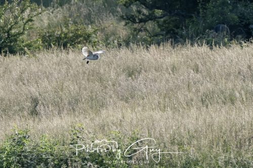 27 June 2026 - Near Cleator Moor, Cumbria - Barn Owl