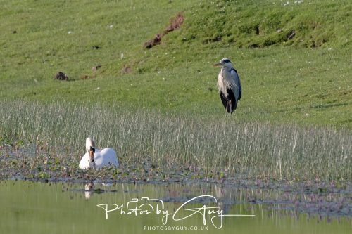 24 June 2026 - Near Cleator Moor, Cumbria -Grey Heron and Mute Swan