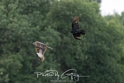 27 June 2026 - Near Cleator Moor, Cumbria - Buzzard being mobbed by crows